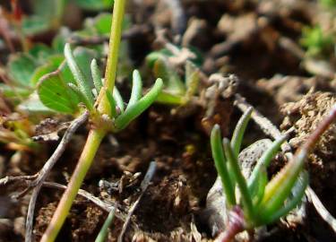 Fotografia da espécie Spergula pentandra