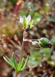 Fotografia da espécie Spergula pentandra