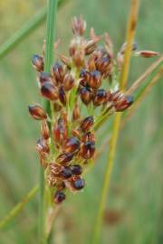 Fotografia da espécie Juncus inflexus var. inflexus