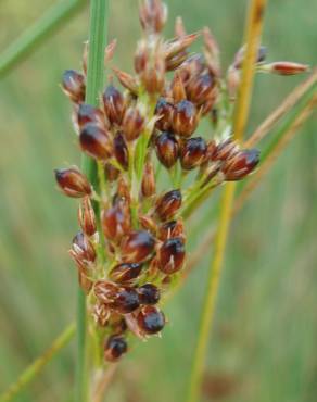 Fotografia 9 da espécie Juncus inflexus var. inflexus no Jardim Botânico UTAD