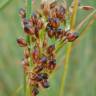 Fotografia 9 da espécie Juncus inflexus var. inflexus do Jardim Botânico UTAD