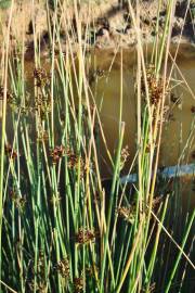 Fotografia da espécie Juncus inflexus var. inflexus