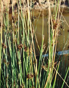 Fotografia 10 da espécie Juncus inflexus var. inflexus no Jardim Botânico UTAD