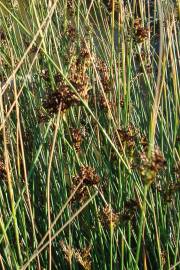 Fotografia da espécie Juncus inflexus var. inflexus