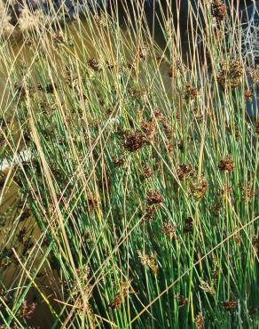 Fotografia 12 da espécie Juncus inflexus var. inflexus no Jardim Botânico UTAD