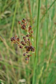 Fotografia da espécie Juncus inflexus var. inflexus