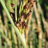 Fotografia 15 da espécie Juncus inflexus var. inflexus do Jardim Botânico UTAD