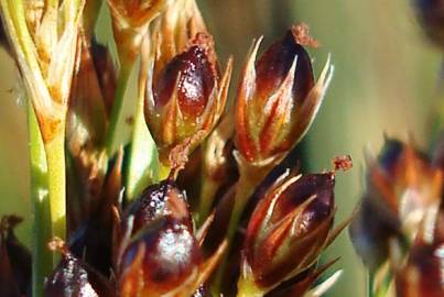 Fotografia da espécie Juncus inflexus var. inflexus