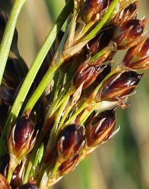 Fotografia 17 da espécie Juncus inflexus var. inflexus no Jardim Botânico UTAD