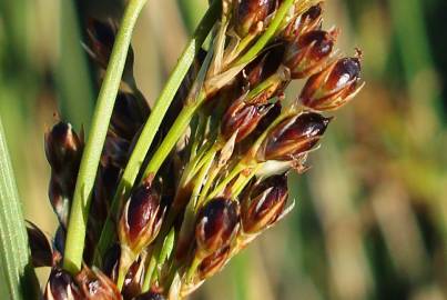 Fotografia da espécie Juncus inflexus var. inflexus