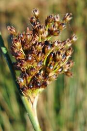 Fotografia da espécie Juncus inflexus var. inflexus