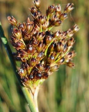 Fotografia 18 da espécie Juncus inflexus var. inflexus no Jardim Botânico UTAD