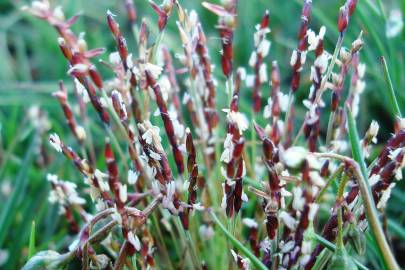 Fotografia da espécie Mibora minima