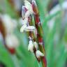 Fotografia 9 da espécie Mibora minima do Jardim Botânico UTAD