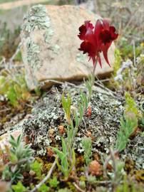 Fotografia da espécie Linaria aeruginea subesp. aeruginea