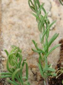Fotografia da espécie Linaria aeruginea subesp. aeruginea