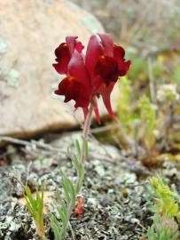 Fotografia da espécie Linaria aeruginea subesp. aeruginea