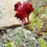 Fotografia 14 da espécie Linaria aeruginea subesp. aeruginea do Jardim Botânico UTAD