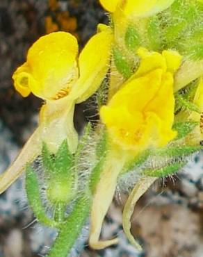 Fotografia 1 da espécie Linaria saxatilis no Jardim Botânico UTAD