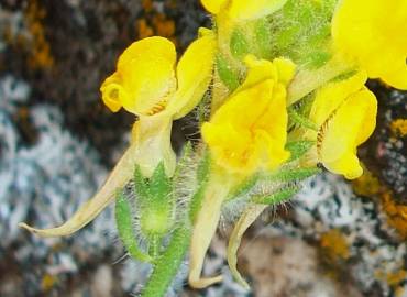 Fotografia da espécie Linaria saxatilis