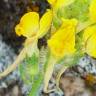 Fotografia 1 da espécie Linaria saxatilis do Jardim Botânico UTAD