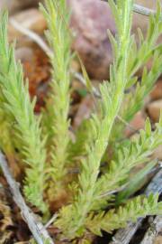 Fotografia da espécie Linaria saxatilis