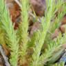 Fotografia 4 da espécie Linaria saxatilis do Jardim Botânico UTAD