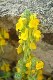 Fotografia da espécie Linaria saxatilis