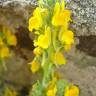 Fotografia 6 da espécie Linaria saxatilis do Jardim Botânico UTAD