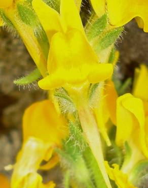 Fotografia 7 da espécie Linaria saxatilis no Jardim Botânico UTAD