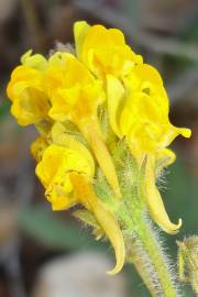 Fotografia da espécie Linaria saxatilis