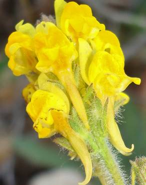 Fotografia 8 da espécie Linaria saxatilis no Jardim Botânico UTAD