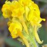 Fotografia 8 da espécie Linaria saxatilis do Jardim Botânico UTAD