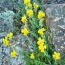 Fotografia 9 da espécie Linaria saxatilis do Jardim Botânico UTAD