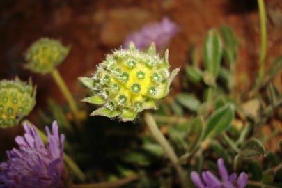 Fotografia da espécie Knautia subscaposa var. subscaposa