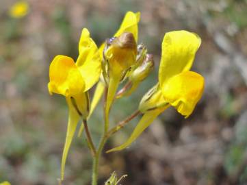 Fotografia da espécie Linaria spartea