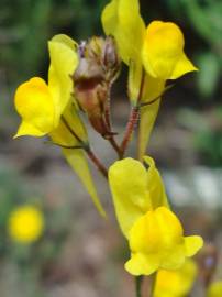 Fotografia da espécie Linaria spartea