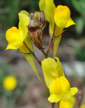 Fotografia 6 da espécie Linaria spartea no Jardim Botânico UTAD