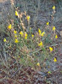 Fotografia da espécie Linaria spartea