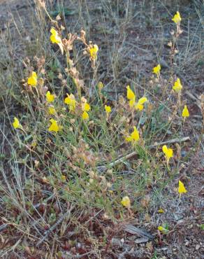 Fotografia 7 da espécie Linaria spartea no Jardim Botânico UTAD