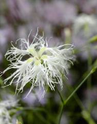 Dianthus superbus