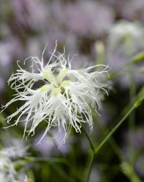 Fotografia 1 da espécie Dianthus superbus no Jardim Botânico UTAD