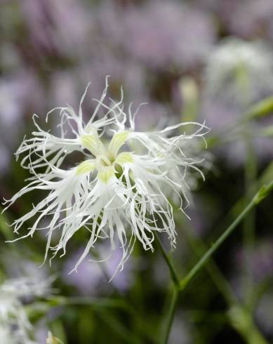 Fotografia de capa Dianthus superbus - do Jardim Botânico