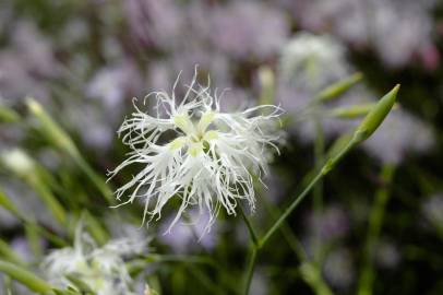 Fotografia da espécie Dianthus superbus