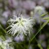 Fotografia 1 da espécie Dianthus superbus do Jardim Botânico UTAD