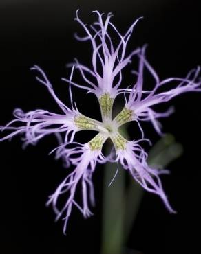 Fotografia 4 da espécie Dianthus superbus no Jardim Botânico UTAD