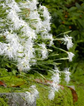 Fotografia 5 da espécie Dianthus superbus no Jardim Botânico UTAD