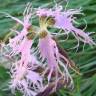 Fotografia 6 da espécie Dianthus superbus do Jardim Botânico UTAD