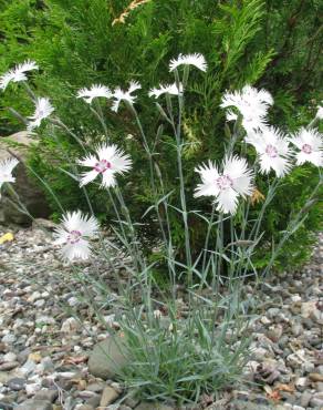 Fotografia 7 da espécie Dianthus superbus no Jardim Botânico UTAD