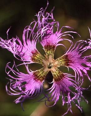 Fotografia 8 da espécie Dianthus superbus no Jardim Botânico UTAD